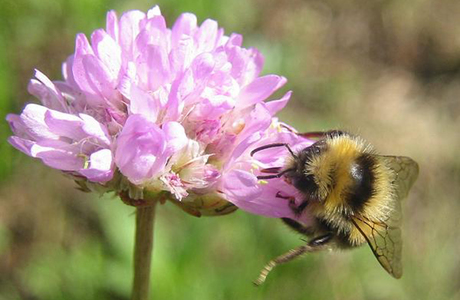 Heidehummel (Bombus jonellus) - © Johann Neumayer